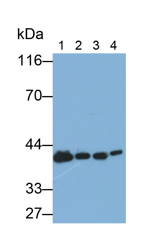 Polyclonal Antibody to Wingless Type MMTV Integration Site Family, Member 1 (WNT1)