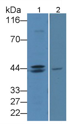 Polyclonal Antibody to Wingless Type MMTV Integration Site Family, Member 3A (WNT3A)