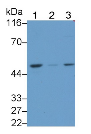 Polyclonal Antibody to Cell Division Cycle Protein 123 (CDC123)