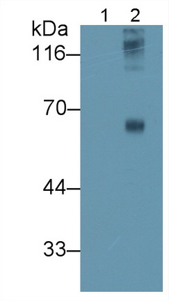 Polyclonal Antibody to Sialic Acid (SA)
