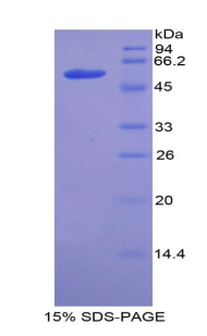 Recombinant Angiotensin I Converting Enzyme (ACE)