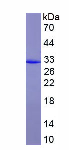 Recombinant Cluster Of Differentiation 33 (CD33)