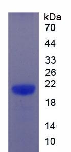 Recombinant Glycoprotein 130 (gp130)