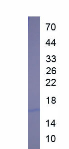 Recombinant Interleukin 13 (IL13)