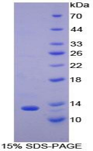 Recombinant Monocyte Chemotactic Protein 2 (MCP2)
