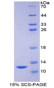 Recombinant Monocyte Chemotactic Protein 3 (MCP3)