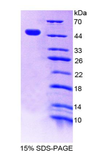 Recombinant Cluster Of Differentiation 30 Ligand (CD30L)