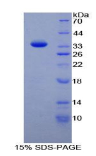 Recombinant TATA Box Binding Protein Associated Factor 1 (TAF1)