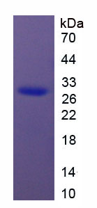 Recombinant High Mobility Group Protein 1 (HMGB1)