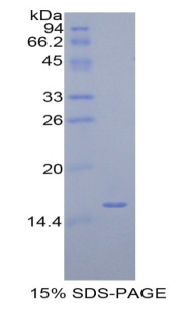Recombinant Amiloride Binding Protein 1 (ABP1)