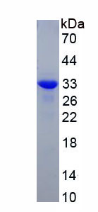 Recombinant Protein Kinase, AMP Activated Alpha 1 (AMPK Alpha 1)