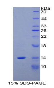 Recombinant Myeloid Progenitor Inhibitory Factor 2 (MPIF2)