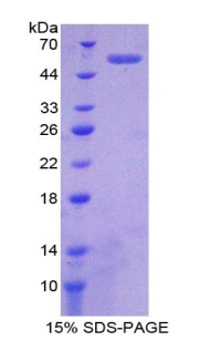Recombinant Programmed Cell Death Protein 1 (PD1)