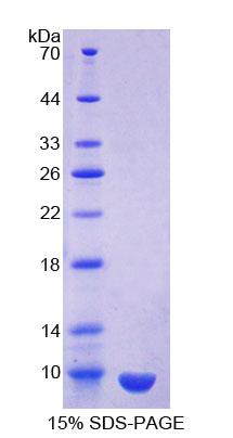 Recombinant Clara Cell Protein 16 (CC16)