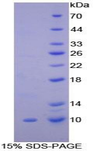 Recombinant Clara Cell Protein 16 (CC16)