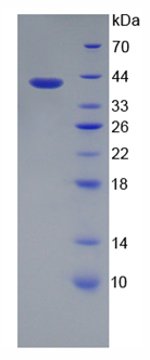 Recombinant Pulmonary Surfactant Associated Protein A1 (SFTPA1)