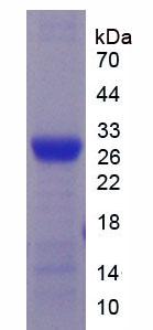 Recombinant Cytochrome P450 2E1 (CYP2E1)