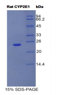 Recombinant Cytochrome P450 2E1 (CYP2E1)