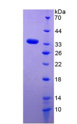 Recombinant Angiopoietin Like Protein 4 (ANGPTL4)