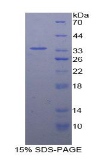Recombinant Contactin Associated Protein 1 (Caspr)