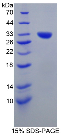 Recombinant Contactin Associated Protein 1 (Caspr)