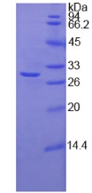 Recombinant Cluster Of Differentiation 15 (CD15)