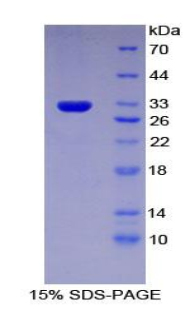 Recombinant Multidrug Resistance Associated Protein 1 (MRP1)