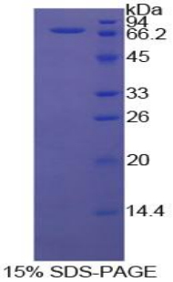 Recombinant Heat Shock 70kDa Protein 1A (HSPA1A)