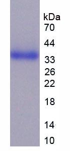 Recombinant Cluster Of Differentiation 24 (CD24)