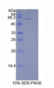Recombinant Cluster Of Differentiation 73 (CD73)