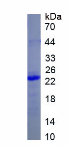 Recombinant Bcl2 Associated X Protein (Bax)