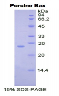 Recombinant Bcl2 Associated X Protein (Bax)