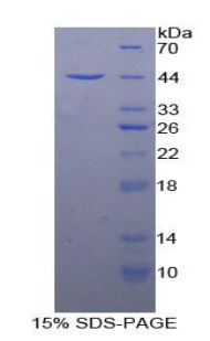 Recombinant Tetraspanin 30Cluster of Differentiation 63 (CD63)