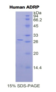 Recombinant Adipose Differentiation Related Protein (ADRP)