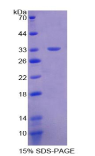 Recombinant Macrophage Expressed Gene 1 Protein (MPG1)