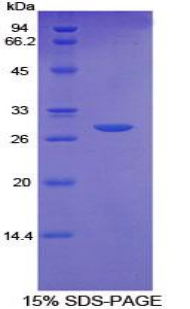 Recombinant Cluster Of Differentiation 36 (CD36)