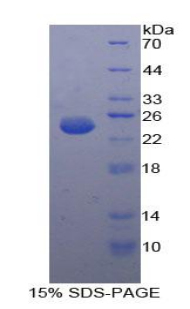 Recombinant Cytosolic Phospholipase A2 (PLA2G4)