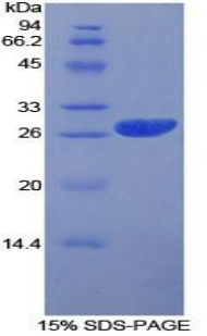 Recombinant Prion Protein (PRNP)