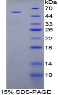 Recombinant Angiopoietin Like Protein 3 (ANGPTL3)