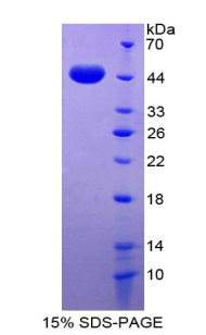 Recombinant Bone Morphogenetic Protein 9 (BMP9)