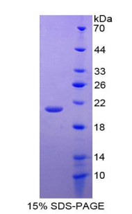 Recombinant Bone Morphogenetic Protein 9 (BMP9)