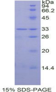 Recombinant Signal Transducer And Activator Of Transcription 6 (STAT6)