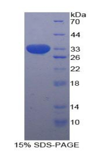 Recombinant Signal Transducer And Activator Of Transcription 1 (STAT1)