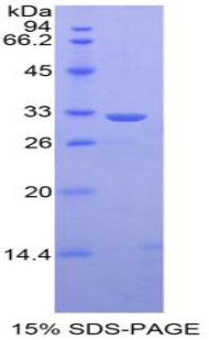 Recombinant Signal Transducer And Activator Of Transcription 1 (STAT1)