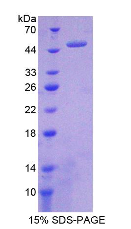 Recombinant Matrix Metalloproteinase 19 (MMP19)