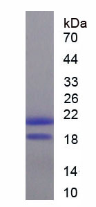 Recombinant Tar DNA Binding Protein 43kDa (TDP43)