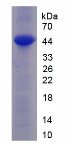 Recombinant Tau Protein (MAPT)