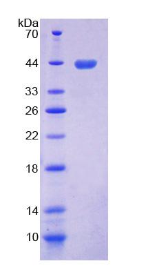 Recombinant Toll Like Receptor 1 (TLR1)