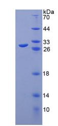 Recombinant Toll Like Receptor 8 (TLR8)