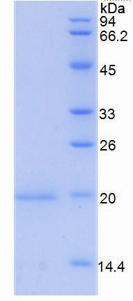Recombinant Growth Differentiation Factor 15 (GDF15)